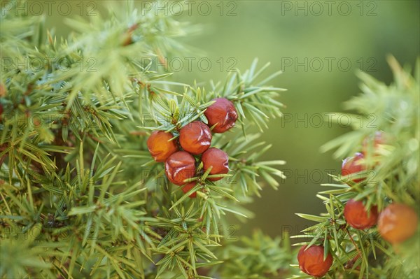 Common juniper (Juniperus communis) with red berries