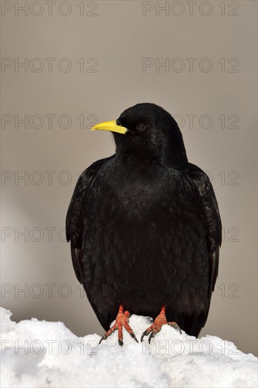 Alpine chough (Pyrrhocorax graculus) sitting in snow