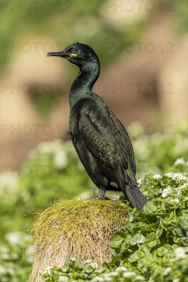 Common shag (Phalacrocorax aristotelis)