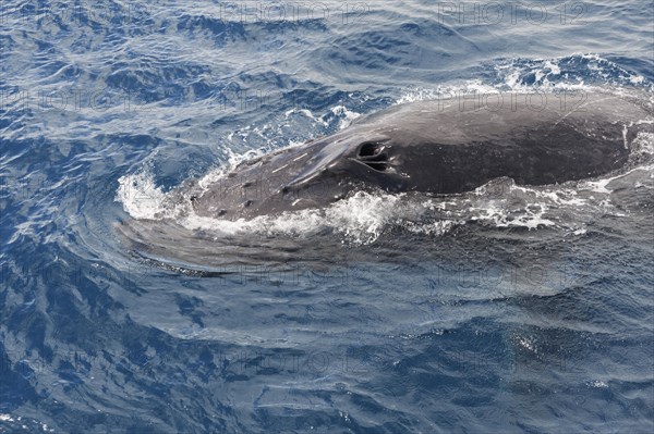 Humpback whale (Megaptera novaeangliae) adult surfacing