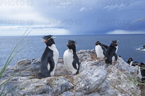 Group of rockhopper penguins (Eudyptes chrysocome) on a rock