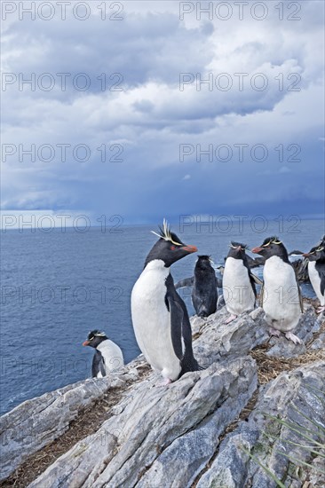 Group of rockhopper penguins (Eudyptes chrysocome) on a rock