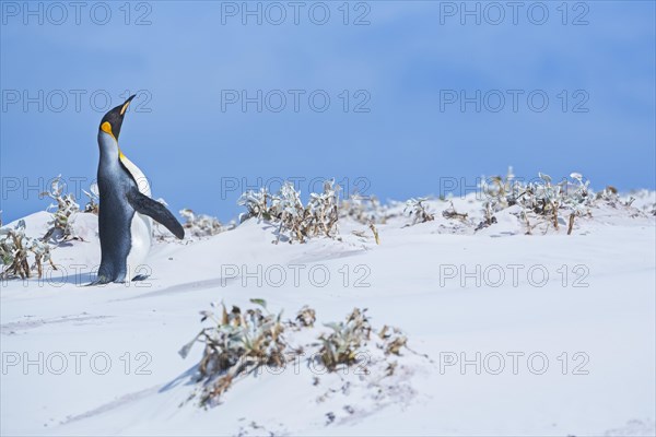 King penguin (Aptenodytes patagonicus)