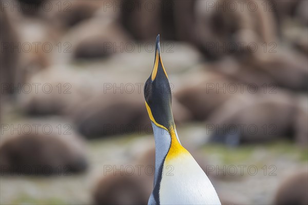 King penguin (Aptenodytes patagonicus)