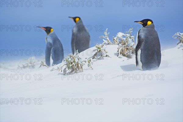 Three king penguins in snow