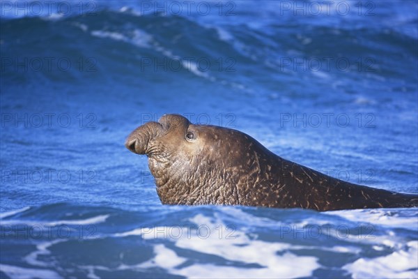 Male Southern elephant seal (Mirounga leonina) swimming in water
