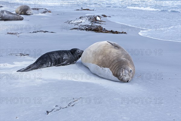 Sea lion with pup on sandy beach