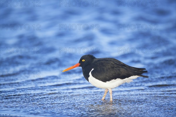 Magellanic oystercatcher (Haematopus leucopodus)