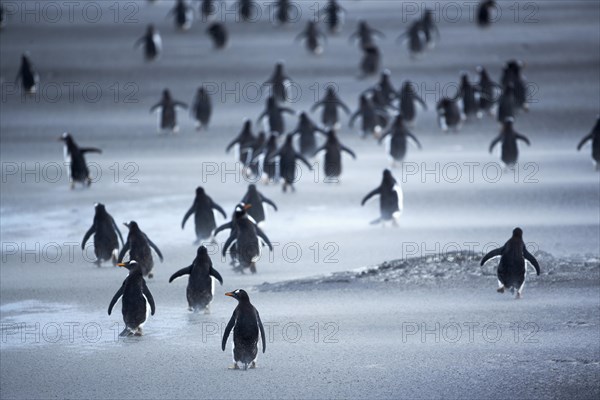 Gentoo Penguins (Pygoscelis papua) walking through a sandstorm
