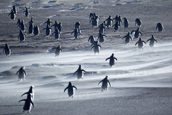 Gentoo Penguins (Pygoscelis papua) walking through a sandstorm