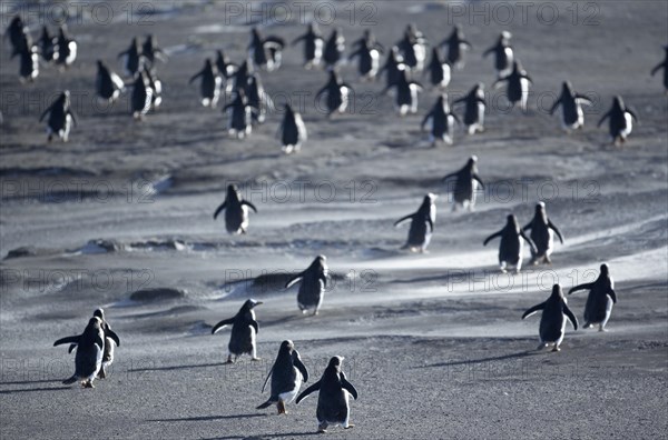 Gentoo Penguins (Pygoscelis papua) walking through a sandstorm