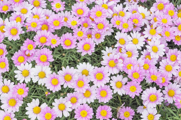 White and rosa Daisies (Argyranthemum sp.) in full bloom