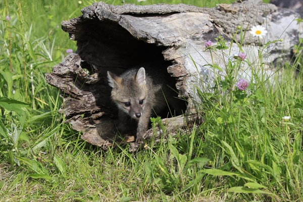 Gray fox (Urocyon cinereoargenteus)