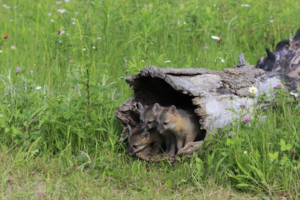 Gray foxes (Urocyon cinereoargenteus)