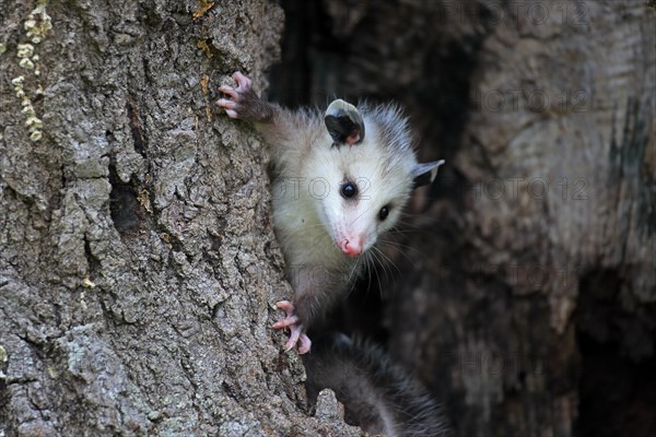 Virginia Opossum (Didelphis virginiana)