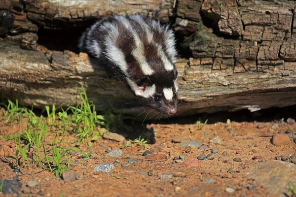 Eastern spotted skunk (Spilogale putorius) looks out of rotten trunk