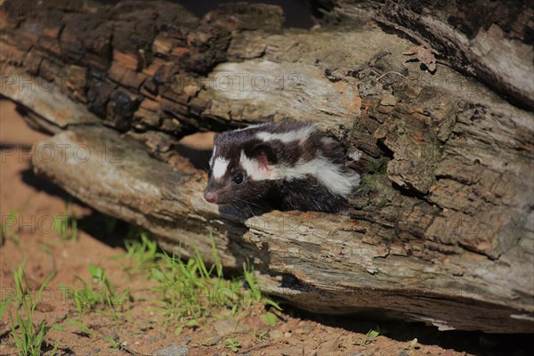 Eastern spotted skunk (Spilogale putorius) looks out of rotten trunk