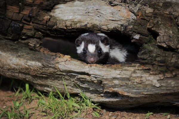 Eastern spotted skunk (Spilogale putorius) looks out of rotten trunk