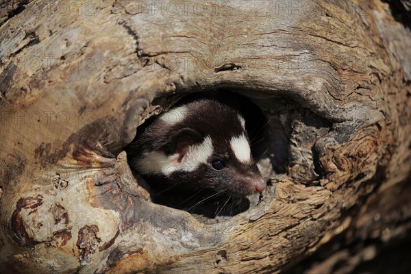 Eastern spotted skunk (Spilogale putorius) looks out of rotten trunk