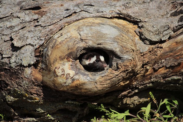 Eastern spotted skunk (Spilogale putorius) looks out of rotten trunk