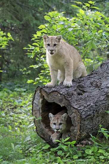 Two cougars (Puma concolor)