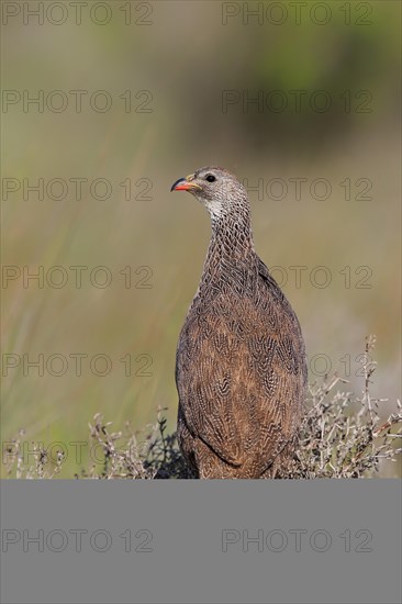 Cape spurfowl (Francolinus capensis)