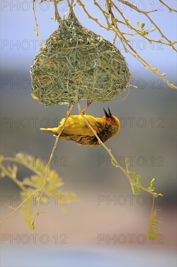Cape Weaver (Ploceus capensis)