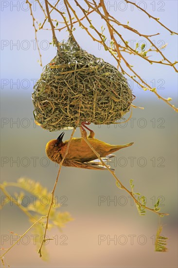 Cape Weaver (Ploceus capensis)