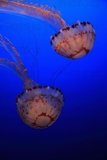 Purple-striped jellyfishes (Chrysaora colorata)