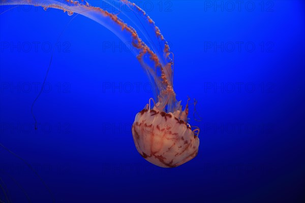 Purple-striped Jellyfish (Chrysaora colorata)