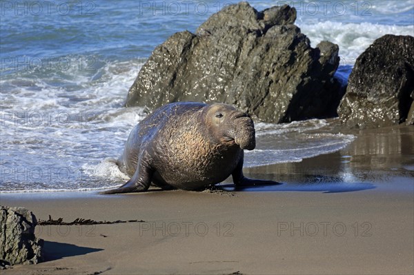 Northern Elephant Seal (Mirounga angustirostris)