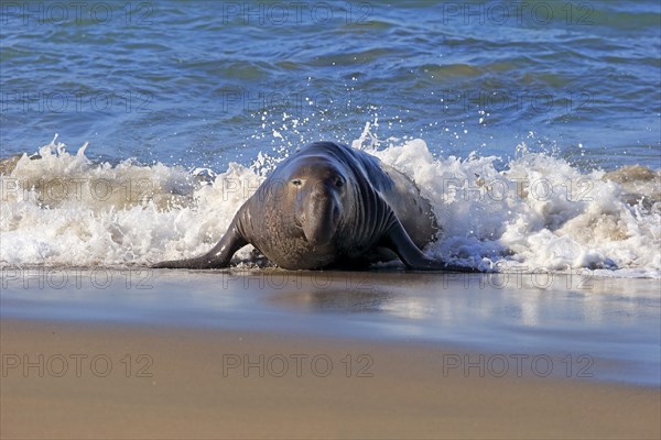Northern Elephant Seal (Mirounga angustirostris)