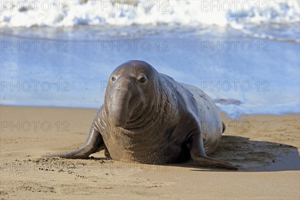 Northern Elephant Seal (Mirounga angustirostris)