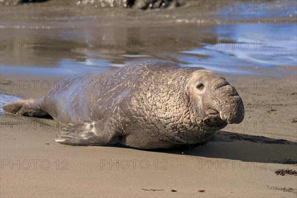 Northern Elephant Seal (Mirounga angustirostris)
