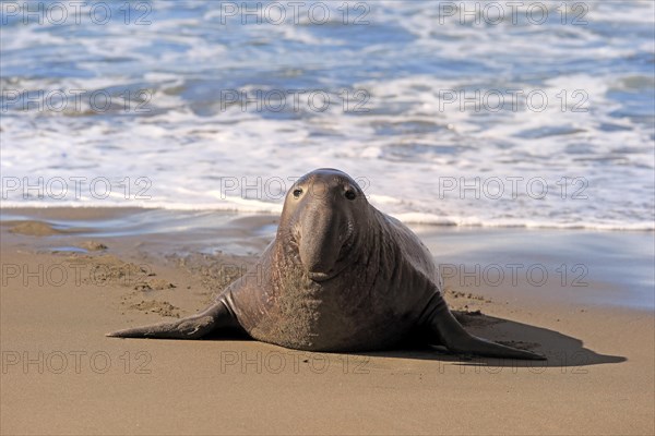 Northern Elephant Seal (Mirounga angustirostris)