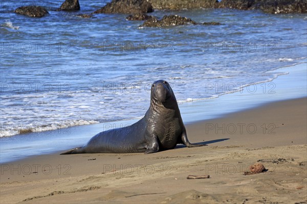 Northern Elephant Seal (Mirounga angustirostris)