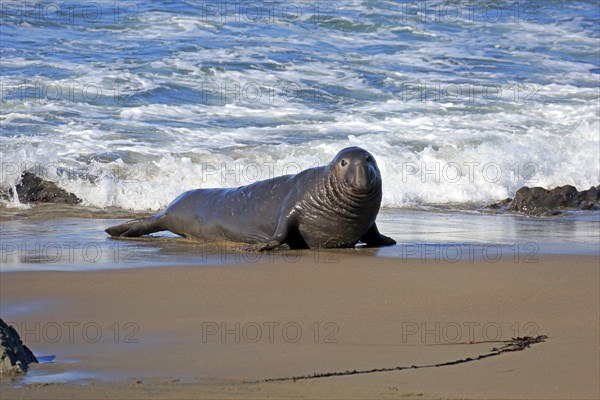 Northern Elephant Seal (Mirounga angustirostris)