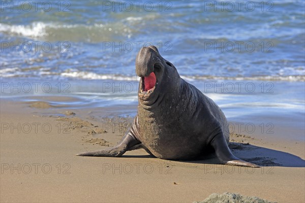 Northern Elephant Seal (Mirounga angustirostris)
