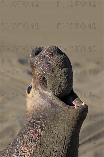 Northern Elephant Seal (Mirounga angustirostris)