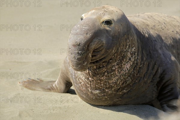 Northern Elephant Seal (Mirounga angustirostris)