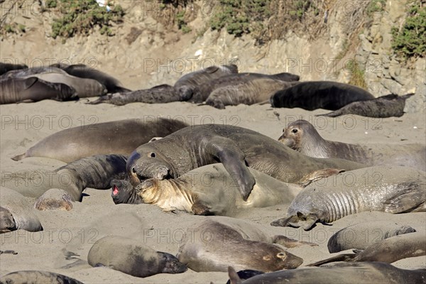 Northern Elephant Seals (Mirounga angustirostris)