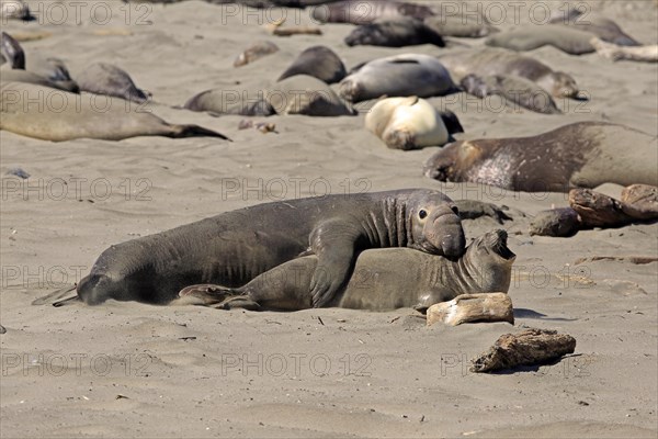 Northern Elephant Seals (Mirounga angustirostris)