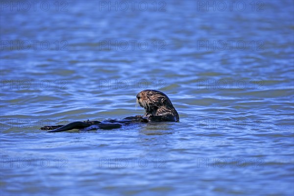 North American river otter (Lontra canadensis)