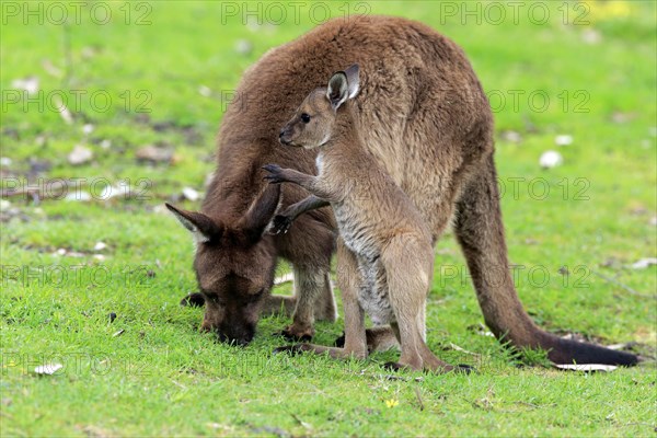 Western gray kangaroo (Macropus fuliginosus fuliginosus)