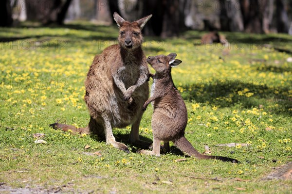 Western gray kangaroo (Macropus fuliginosus fuliginosus)
