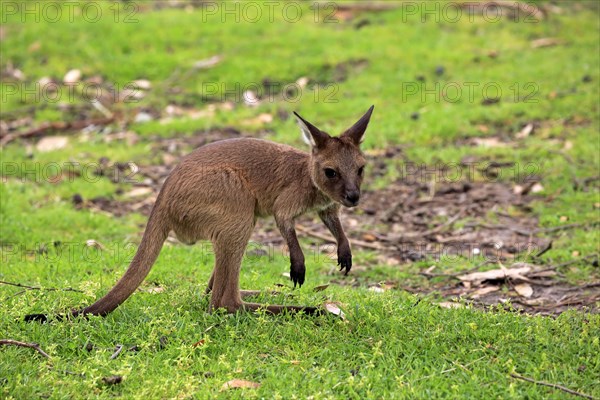 Western gray kangaroo (Macropus fuliginosus fuliginosus)