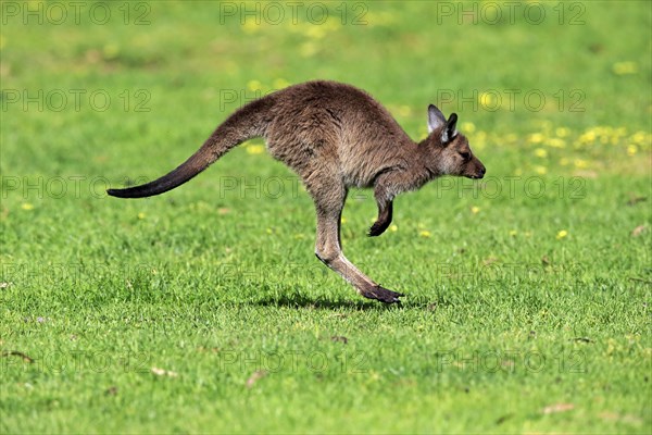 Western gray kangaroo (Macropus fuliginosus fuliginosus)