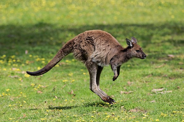 Western gray kangaroo (Macropus fuliginosus fuliginosus)