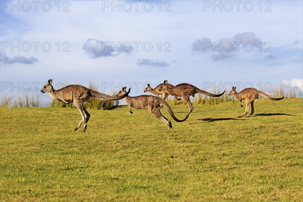 Eastern grey kangaroos (Macropus giganteus)