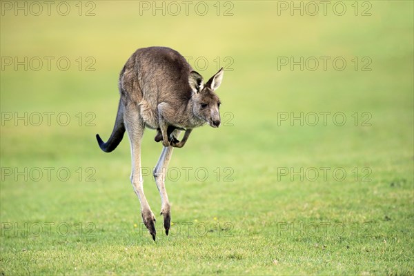 Eastern grey kangaroo (Macropus giganteus)
